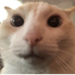 thrifftedd Group Thumbnail