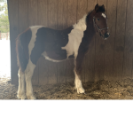 Royal Maple Equestrian Centre