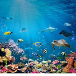 Fishi clothes