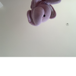 Elephant’s are cute!