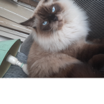 :p Meow