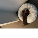 Sausage dog games