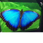 Butterfly universe