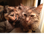 My soul cats
