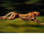 Fast Bros