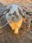 hi bunny <3