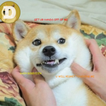 Doges and owners