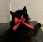 -• glossy cats•-