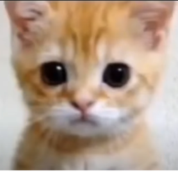 El gato 😭 😭