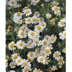 daisys squad <3
