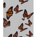 Orange Butterfly Homestore ୨୧
