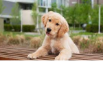 Puppy dogs!!!