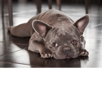 # French bulldog army