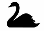 Black Swans Dance Studio!