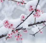 桜'