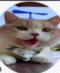 Katzen lieb i love cats