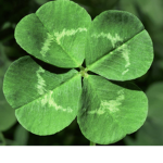 Shamrock Creations