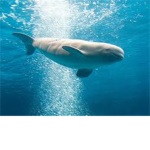belugas!!!!