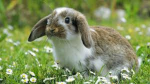 The sus bunny