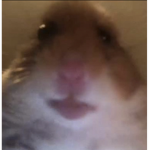 Hammy Hungy Hamsters