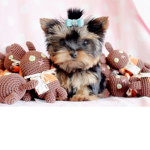Yorkie Fan Group