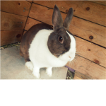 Bunny Owners of Robloxia