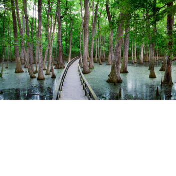 🐊 Swamp View 🐊 (New) 