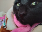 CATY THE SQISMELLOW CAT