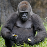 The.Mighty.Gorillas