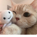 Little cute kitty
