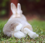 ANIMAL bunnies dogs fish cats love it