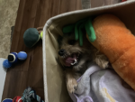 Chihuahuas are more beautiful than your sister