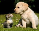 Kitten/Puppy Squad