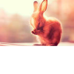 Caroline’s group bunny’s