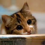 Cute Kitty Fans Group