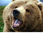 Bear Club + ROBUX!