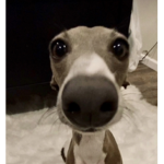 qaundale dingledogs