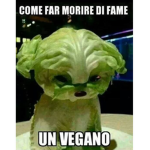 Fede la fede