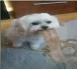 EL PANA ROCKY