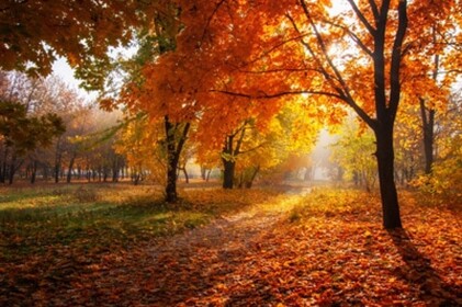 Fall {SHOWCASE}