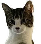 Amazing Crazy Cat People