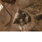 Smokey The king of cats