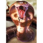 King cobra machines
