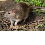 Rat's Inc.