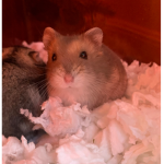 some hamsters are fat