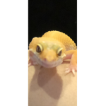 Lizards, ASSEMBLE!