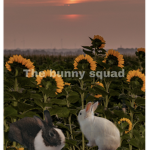 The.bunny.squad