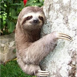 Sloth Church icon