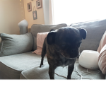 Puggywuggy