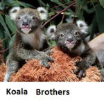 Koala Brothers
